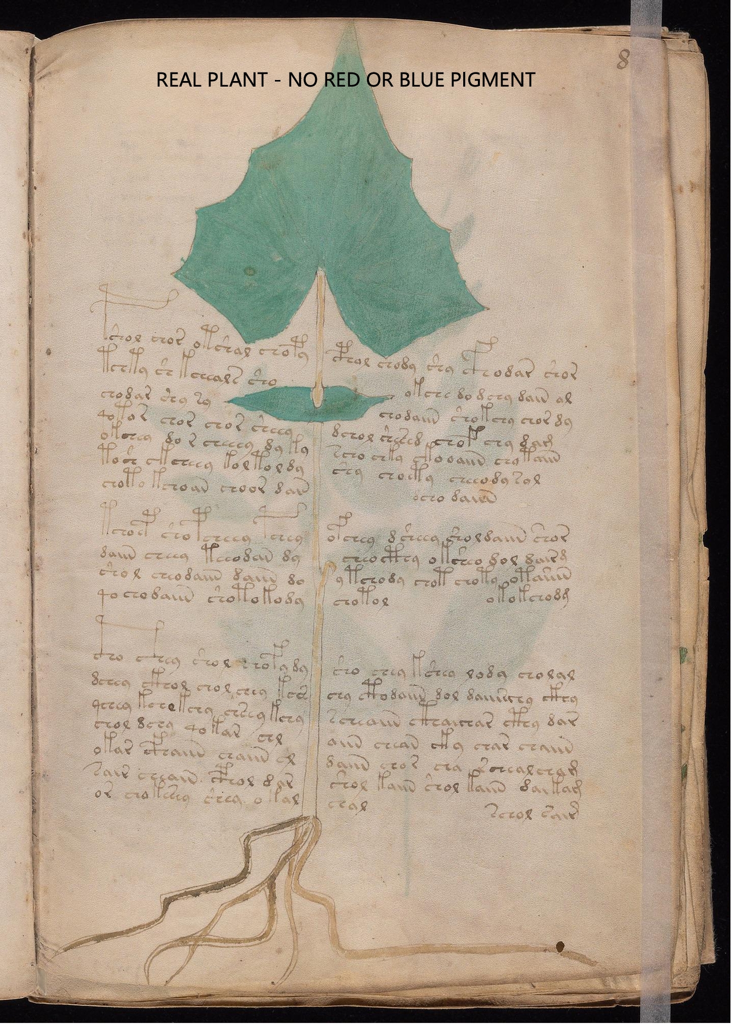 Labelled diagram of Folio 8r Ivy